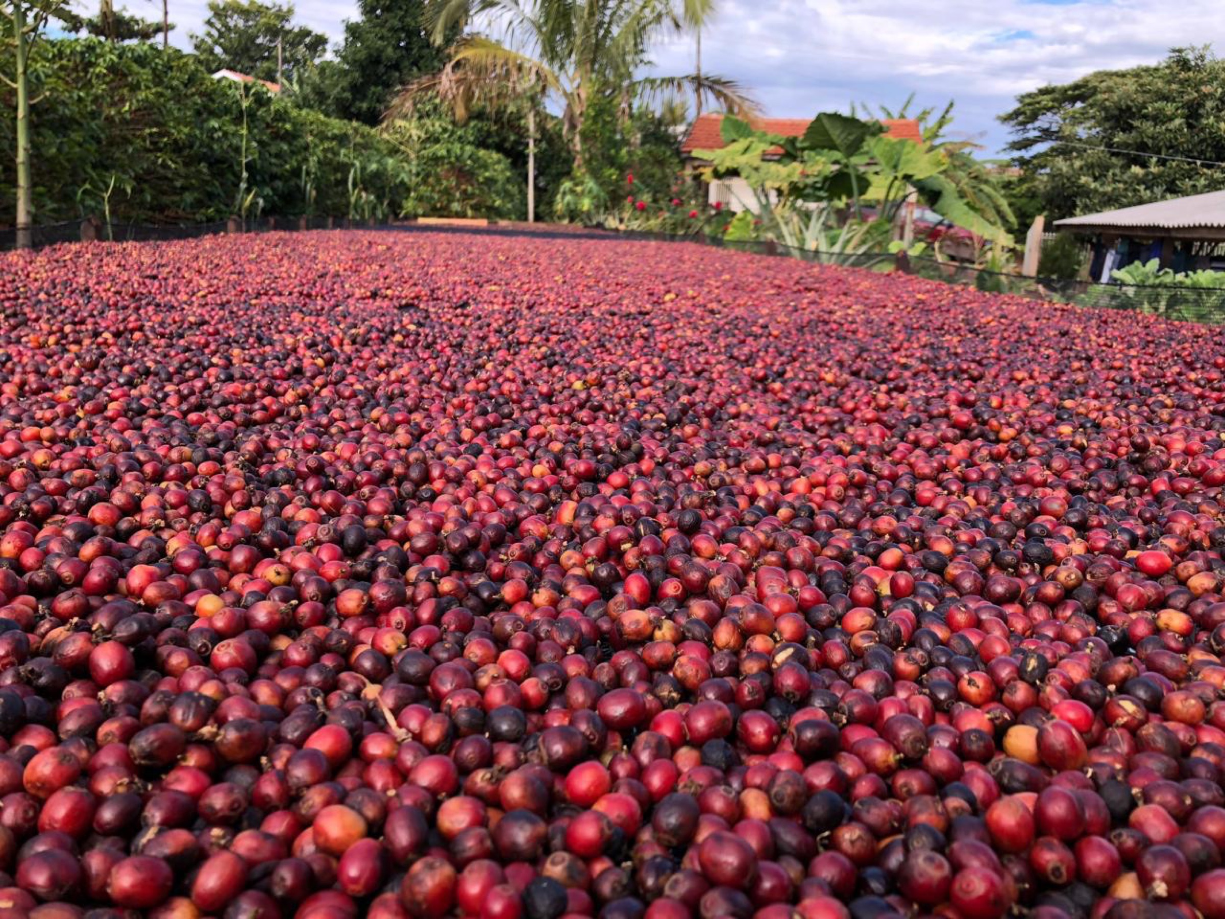 Coffee drying at origin in Brazil
